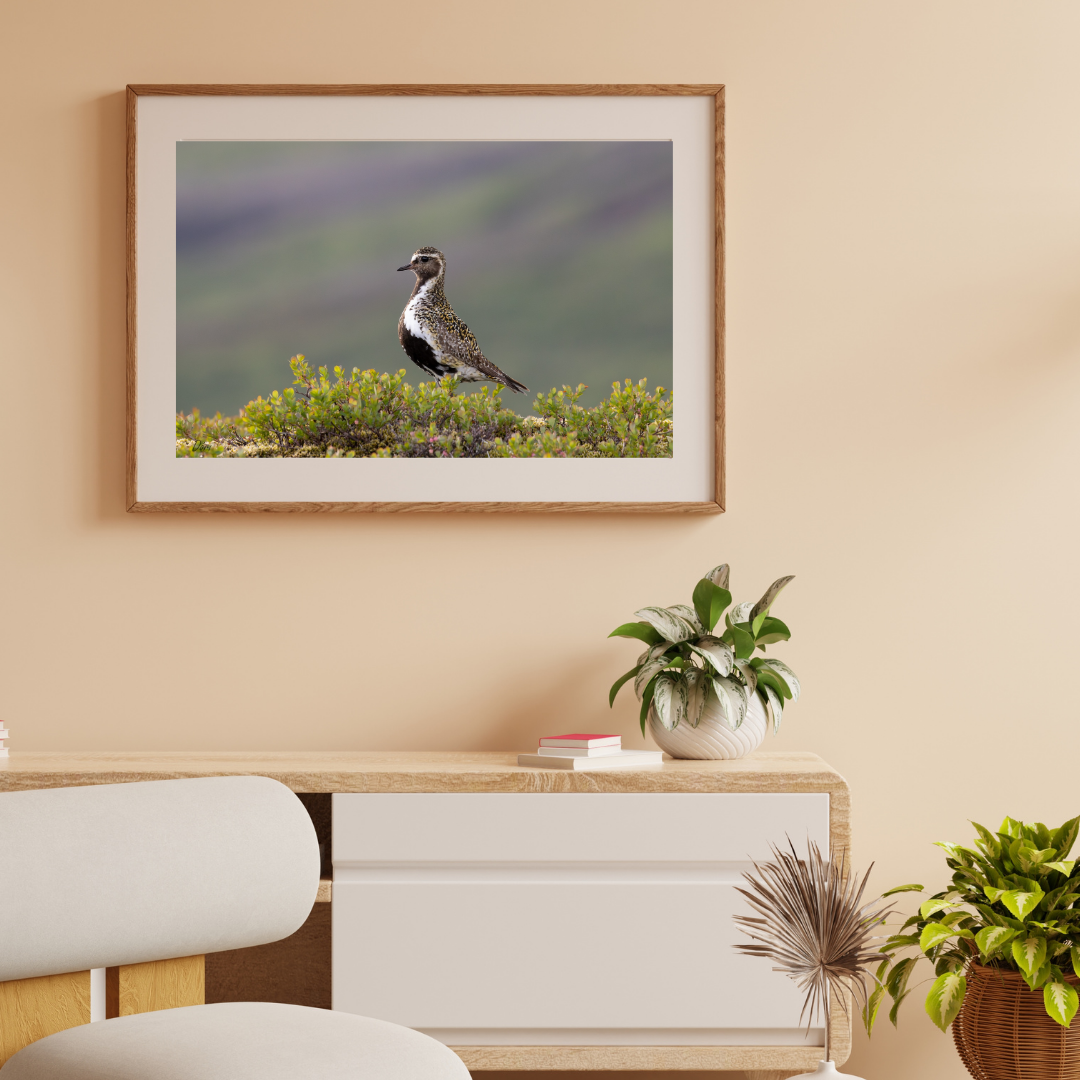 Heiðlóa á Þingvöllum