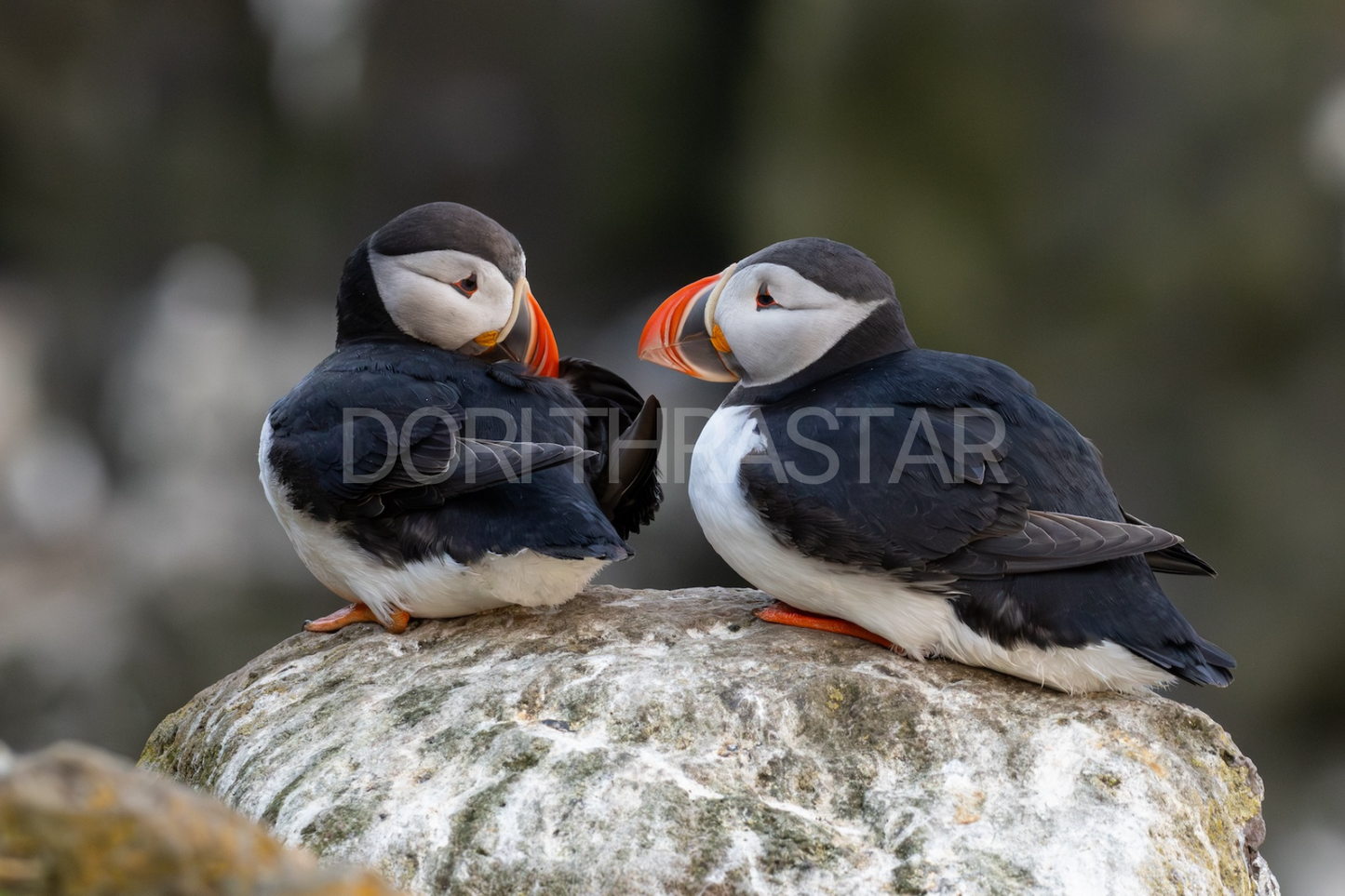 Lundar í Látrabjargi