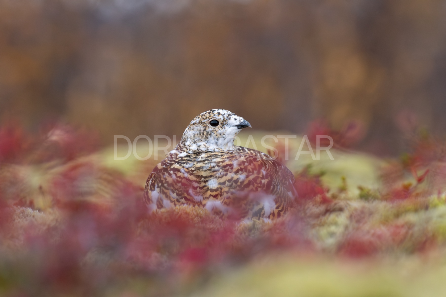 Rjúpa í bláberjalyngi