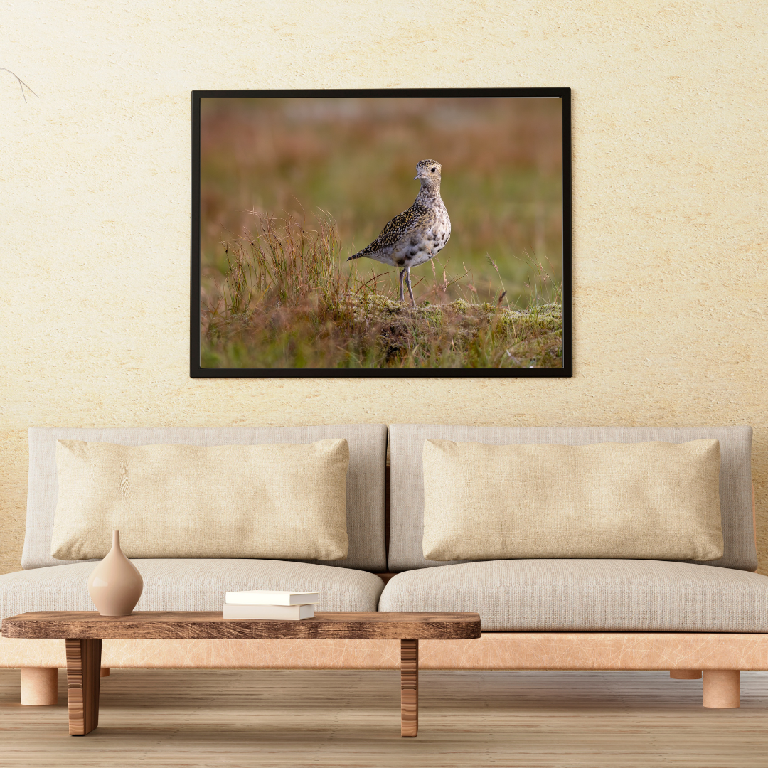 Heiðlóa að hausti