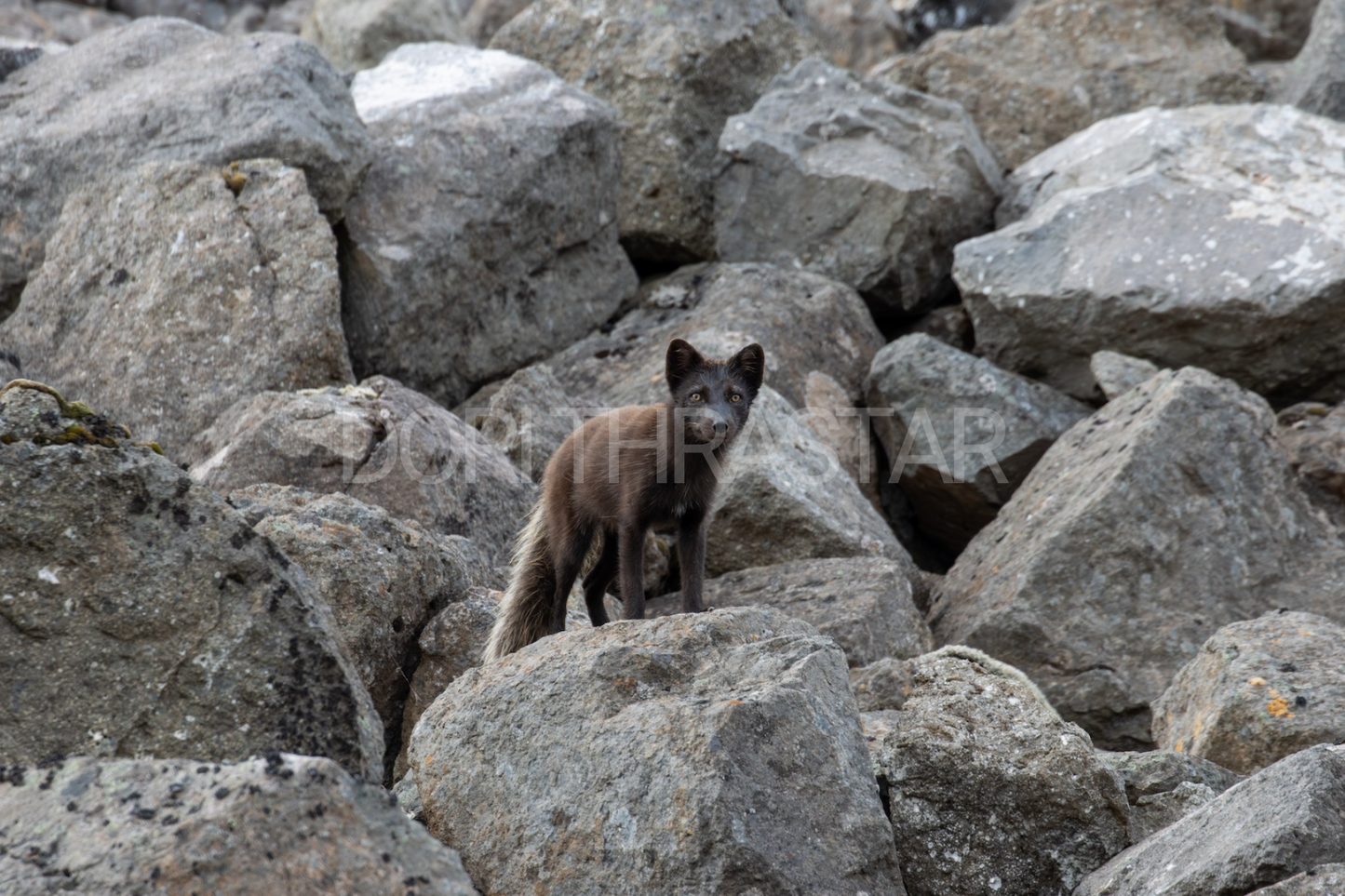 Tófa á Vestfjörðum