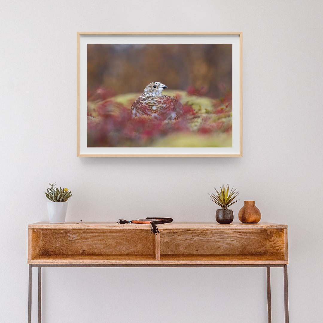 Rjúpa í bláberjalyngi