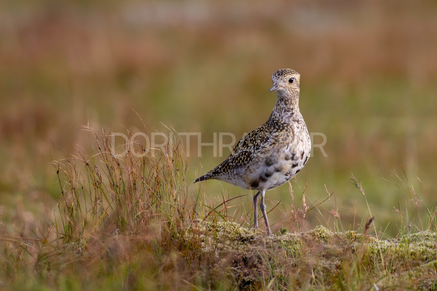 Heiðlóa að hausti