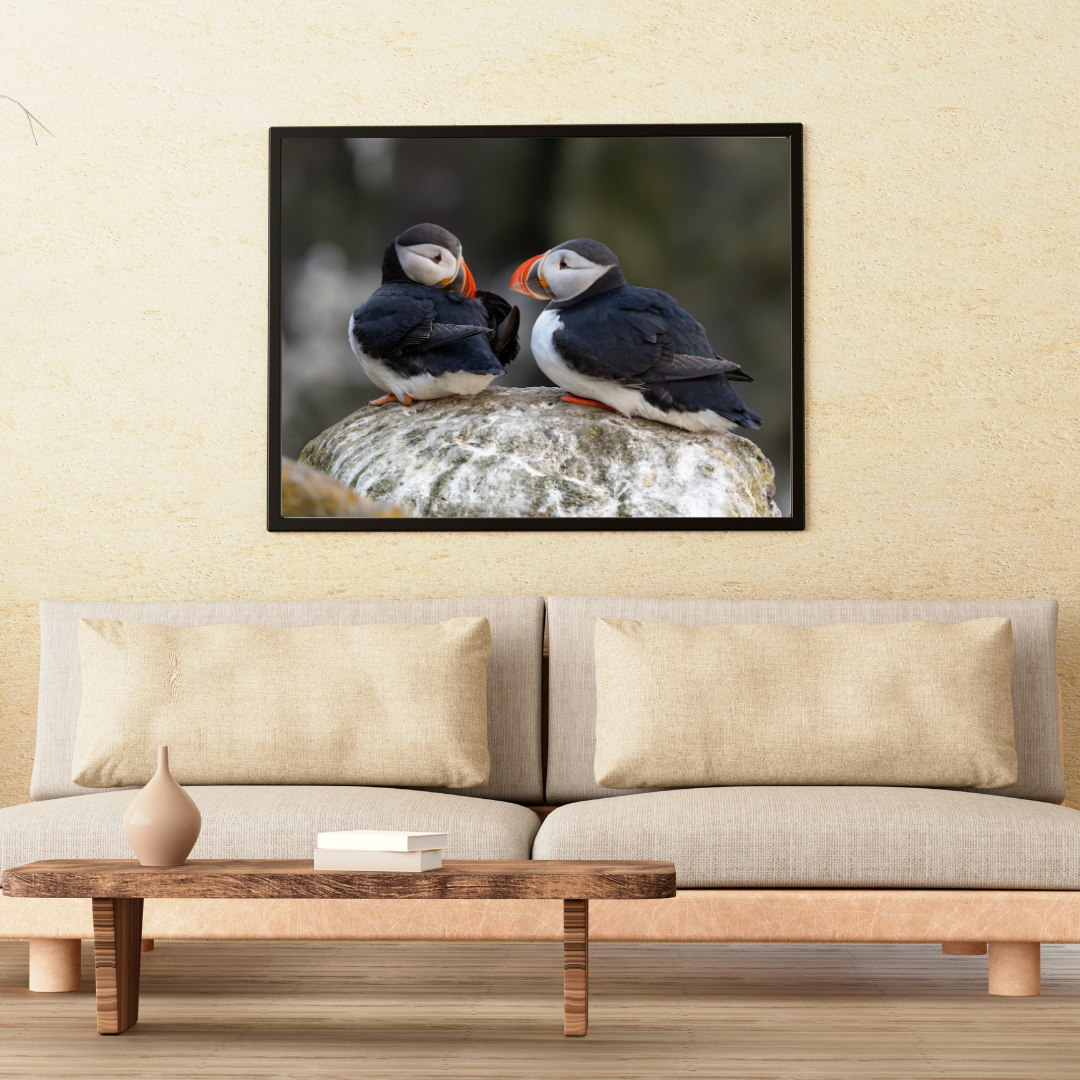 Lundar í Látrabjargi