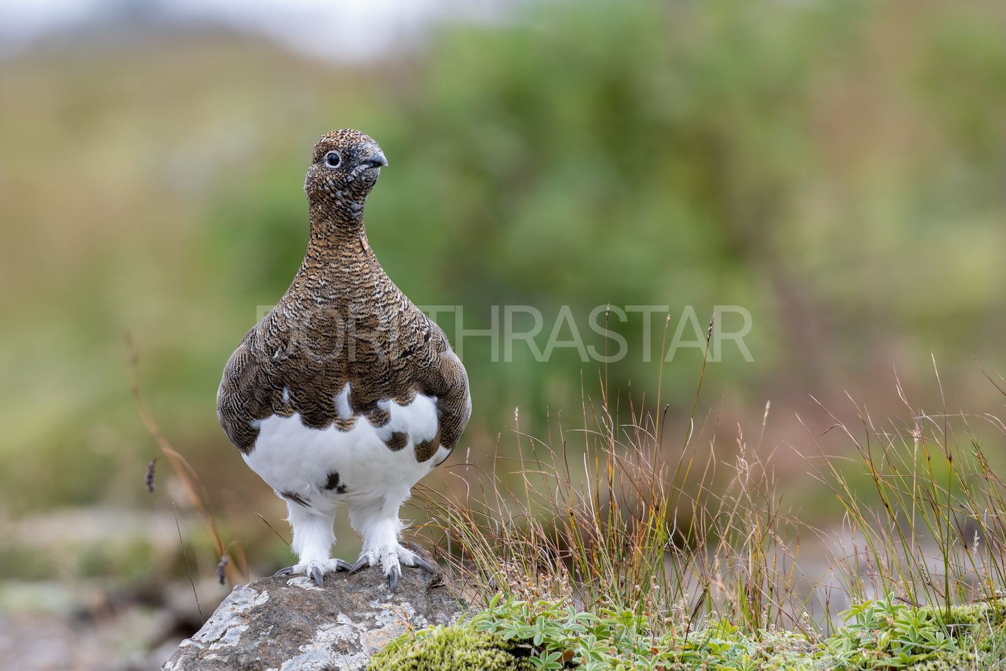 Karri á Úlfarsfelli