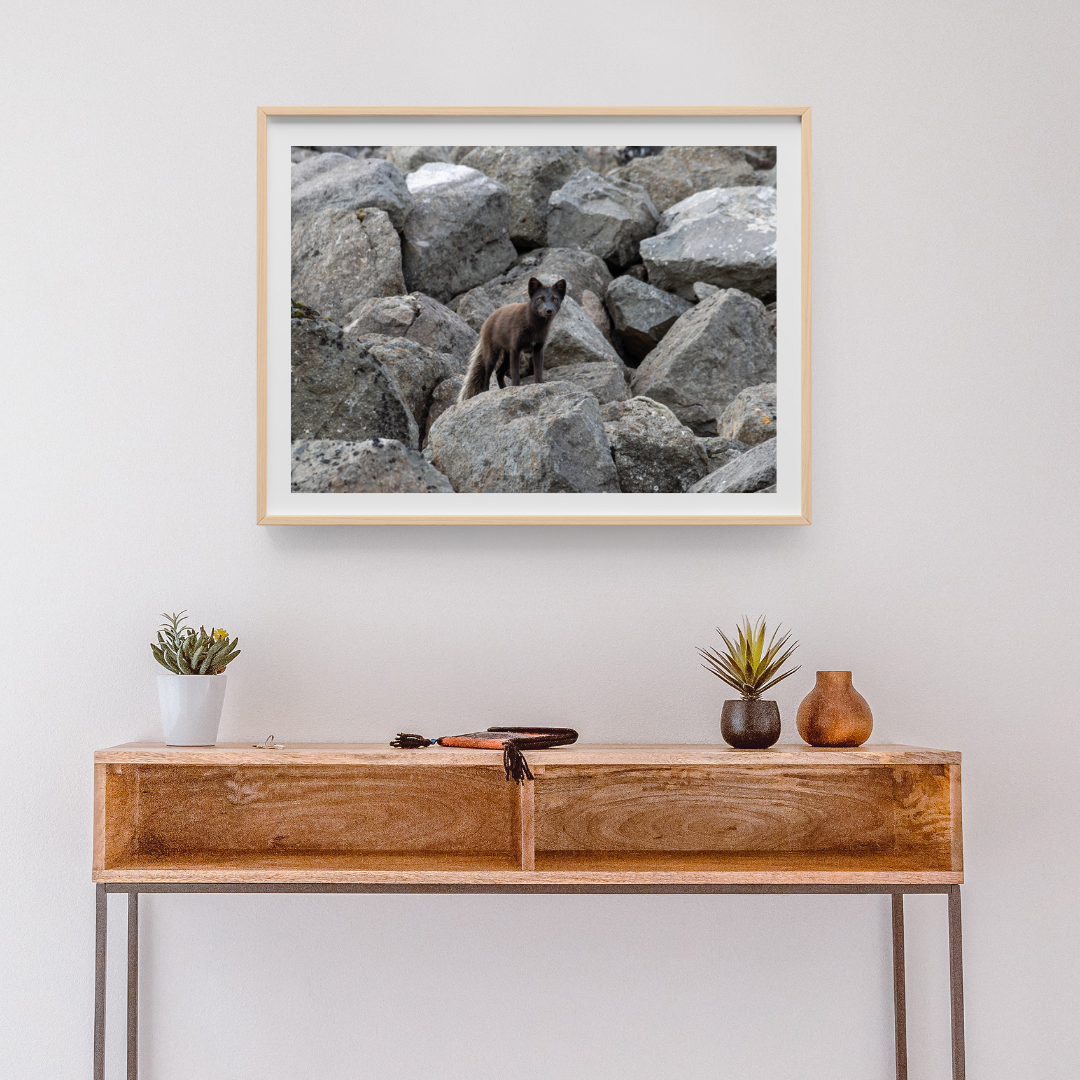 Tófa á Vestfjörðum