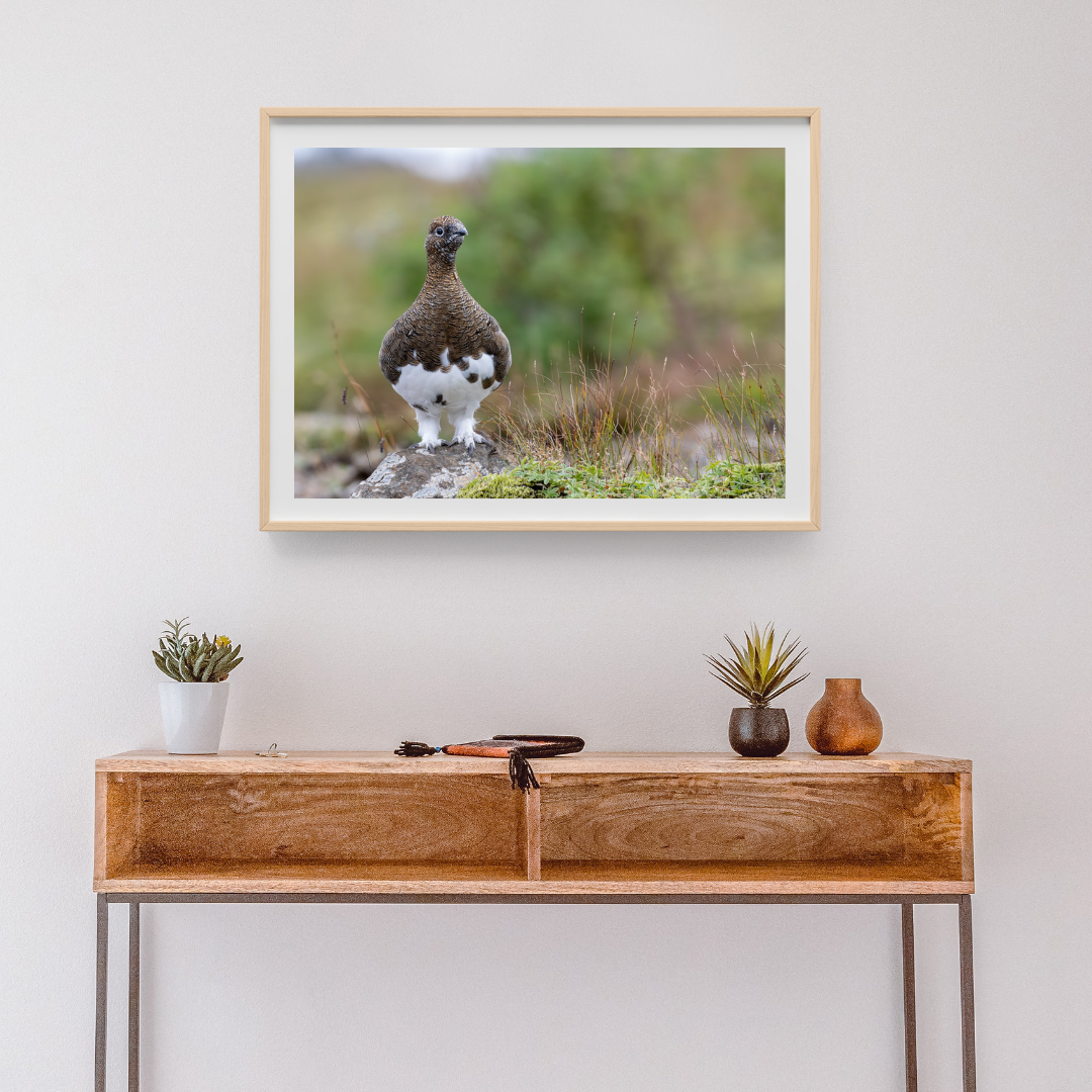 Karri á Úlfarsfelli